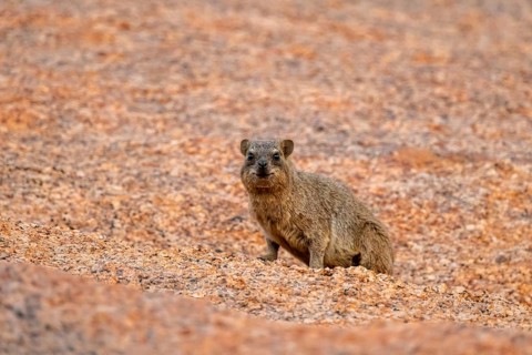 A rock hyrax (Procavia capensis) sits attentively on rocky terrain in Spitzkoppe, Spitzkoppe,