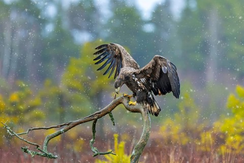 White-tailed eagle, Eurasian sea eagle (Haliaeetus albicilla) juvenile landing on branch in