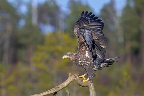 White-tailed eagle, Eurasian sea eagle (Haliaeetus albicilla) juvenile perched on branch and
