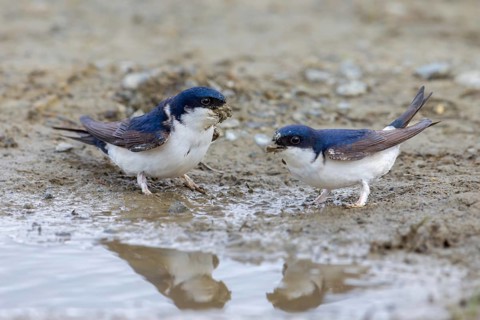 Two common house martins, northern house martin pair (Delichon urbicum) collecting mud in beak from