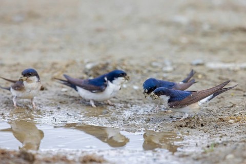 Common house martins, northern house martin group (Delichon urbicum) collecting mud in beak from
