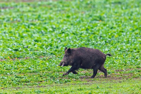Wild boar (Sus scrofa) sow, female running over farmland, field