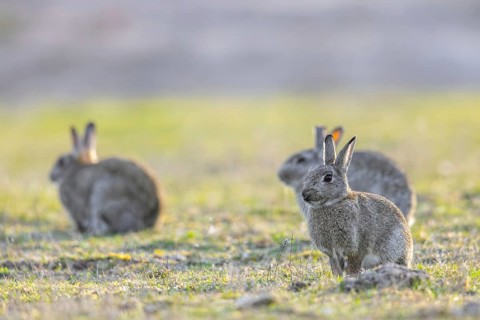 Three European rabbits, common rabbit (Oryctolagus cuniculus) sitting in grassland at dawn in