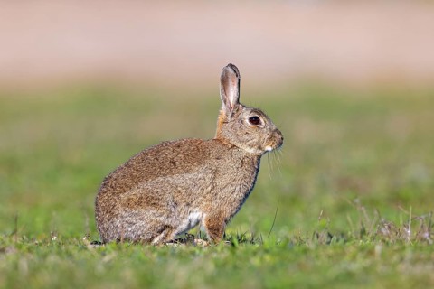 European rabbit, common rabbit (Oryctolagus cuniculus) sitting in grassland at dawn in spring