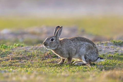 European rabbit, common rabbit (Oryctolagus cuniculus) foraging in grassland at dawn in spring