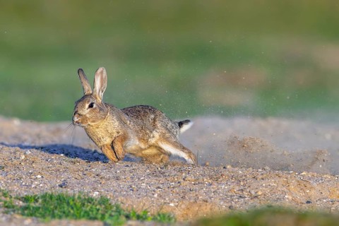 European rabbit, common rabbit (Oryctolagus cuniculus) dashing away in the dunes at dawn in spring
