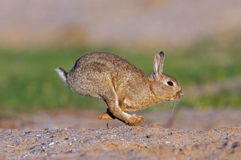 European rabbit, common rabbit (Oryctolagus cuniculus) running in the dunes at dawn in spring