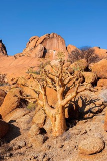 Bottle tree (Cyphostemma currorii) in the dry desert landscape with rocks, Spitzkoppe, Namibia