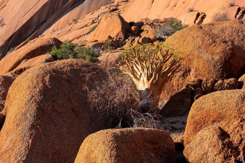 Bottle tree (Cyphostemma currorii) in the dry desert landscape with rocks, Spitzkoppe, Namibia