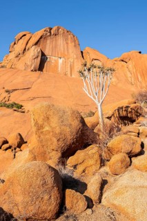 Quiver tree (Aloe dichotoma) in front of the massive red rocks of Spitzkoppe under a clear sky,