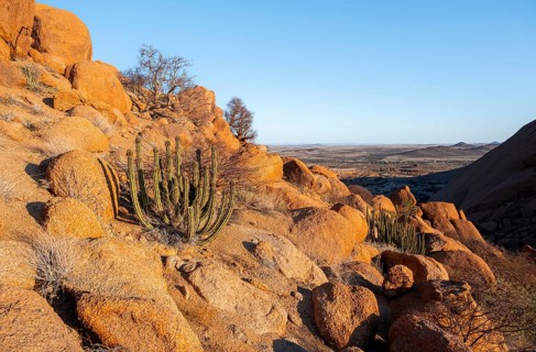 Euphorbias between impressive rocks with views over the vast, glowing landscape, Spitzkoppe,