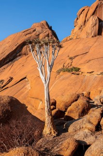 Single quiver tree (Aloe dichotoma) on the golden rocks Spitzkoppe with clear blue sky, Spitzkoppe,