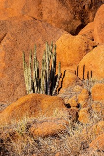 Euphorbias surrounded by glowing rocks in the impressive landscape of Spitzkoppe, Spitzkoppe,