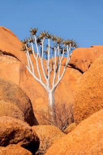 Quiver tree (Aloe dichotoma) enthroned on the monumental granite rocks in the desert under the sun,