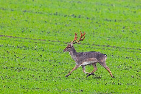 European fallow deer (Dama dama) buck / male running over field / farmland in autumn / fall