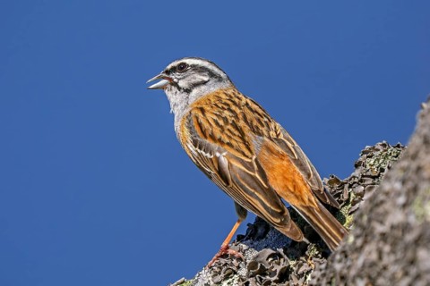 Rock bunting (Emberiza cia) adult male singing from rock in spring, Extremadura, western Spain