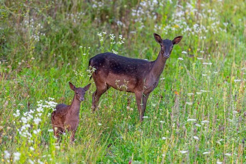 European fallow deer (Dama dama) doe / female with fawn foraging in grassland / meadow with