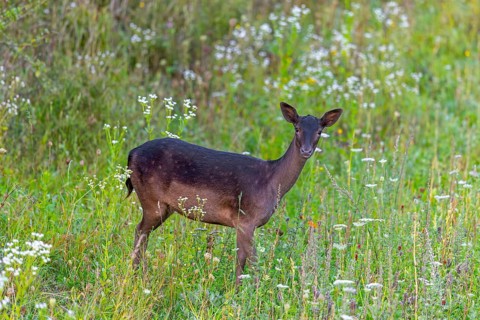 European fallow deer (Dama dama) doe / female foraging in grassland / meadow with wildflowers in