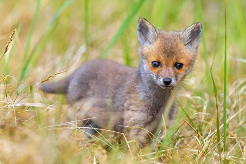 Young red fox (Vulpes vulpes) kit / cub near burrow / den in grassland / meadow in spring