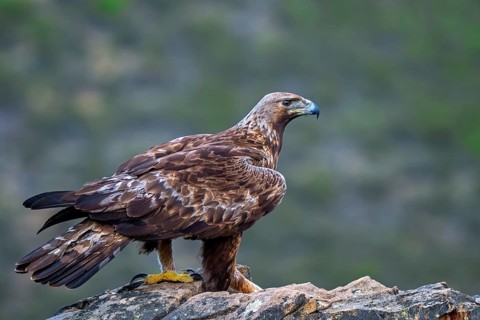 Iberian golden eagle (Aquila chrysaetos homeyeri) adult perched on rock in spring, Extremadura,