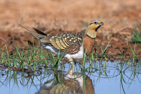 Pin-tailed sandgrouse (Pterocles alchata alchata / Tetrao alchata) adult male drinking water at