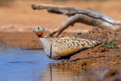 Black-bellied sandgrouse (Pterocles orientalis / Tetrao orientalis) adult male drinking water at