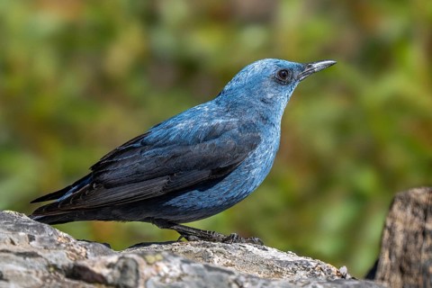 Blue rock thrush (Monticola solitarius) adult male perched on rock in Spain, South Europe