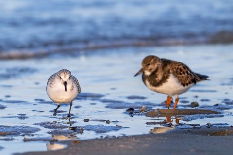 Sanderling (Calidris alba) and ruddy turnstone in winter plumage foraging for crustaceans in