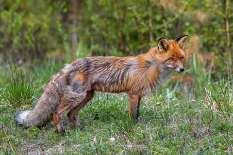 Moulting red fox (Vulpes vulpes) shedding hair of thick warm winter fur for lighter summer coat in