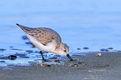 Sanderling (Calidris alba) adult in winter plumage foraging for crustaceans in swash zone /