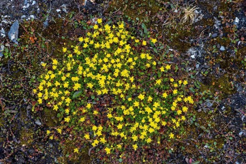Yellow mountain saxifrage, yellow saxifrage (Saxifraga aizoides), alpine plant flowering on the