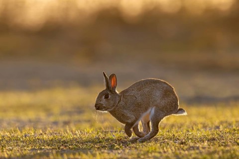 European rabbit / common rabbit (Oryctolagus cuniculus) running over grassland at sunrise in spring