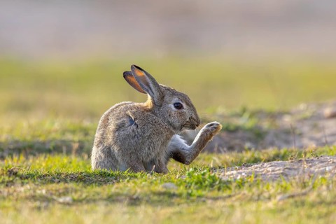 European rabbit / common rabbit (Oryctolagus cuniculus) grooming fur of hind-leg in grassland at