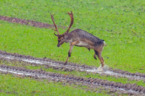 European fallow deer (Dama dama) buck / male jumping over tractor tracks in field / farmland in