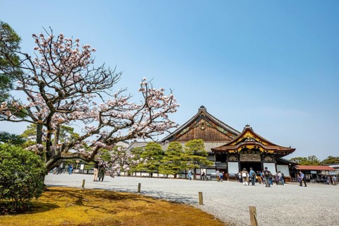 Kuruma-yose building behind the Tosaburai with blooming cherry tree, former imperial villa, Nijo