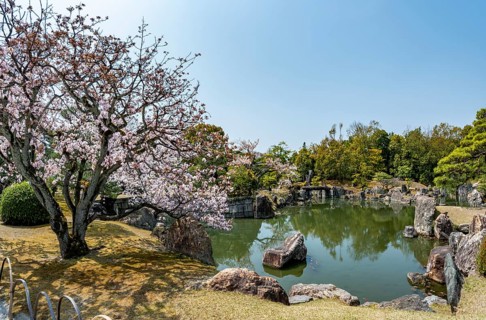 Ninomaru Garden and Blooming Cherry Tree, Former Imperial Villa Nijo Castle, Kyoto, Japan