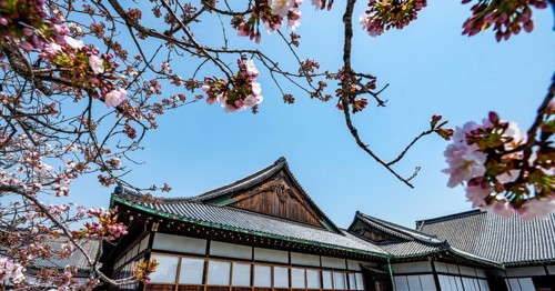 Cherry blossoms and Ninomaru Palace, former imperial villa, Nijo Castle, Kyoto, Japan