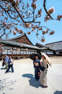 Japanese woman in kimonos, cherry blossoms and Ninomaru Palace, former imperial villa, Nijo Castle,