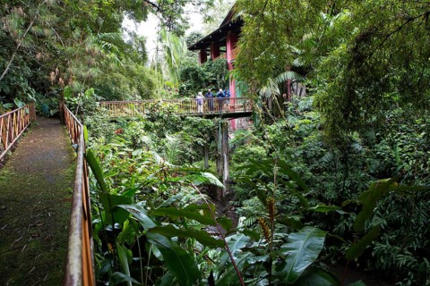 Bridge in rainforest or jungle, Santa Cruz Verapaz, Alta Verapaz Department, Guatemala