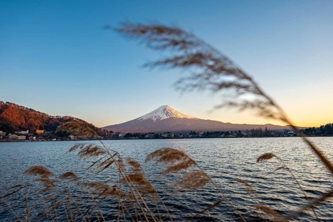 Dry reeds on Lake Kawaguchi, view of Mount Fuji volcano at sunset, Yamanashi Prefecture, Japan