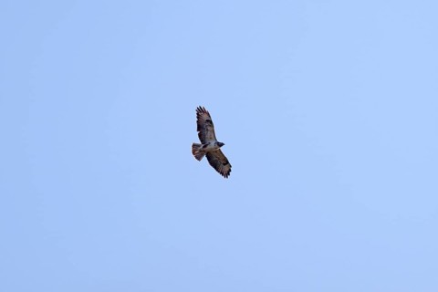 Buzzard (Buteo buteo), from below, in flight, wings spread, sky, Germany