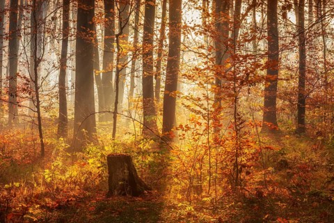 Mixed forest early in autumn, sun shining through morning fog, Finn mountain range, Saxony-Anhalt,