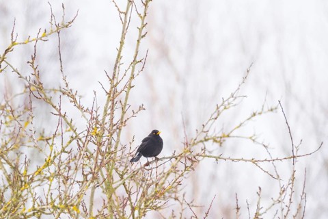 View of a blackbird (Turdus merula) sitting on a branch, Nienburg, Lower Saxony, Germany