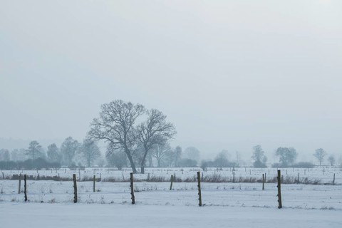 View of snow-covered fields on two trees standing close together, Bolsehle, Nienburg, Lower Saxony,