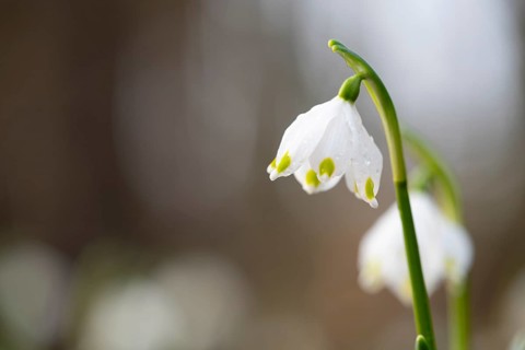 Close-up of a Marchberry (Leucojum vernum) with dewdrops on the petal in sunlight, Münsterland,