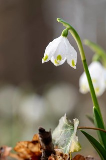 March snowflake (Leucojum vernum) in macro photograph with dewdrops in front of a blurred