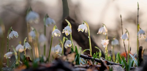Several spring snowflakes (Leucojum vernum) in the forest, illuminated by soft sunset light,