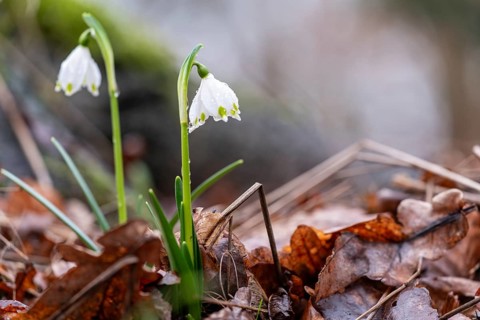 Two spring snowflakes (Leucojum vernum) sprouting through foliage in the spring forest, showing the