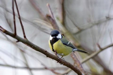 Great Tit (Parus major), female, close-up, yellow, black, plumage, winter, twig