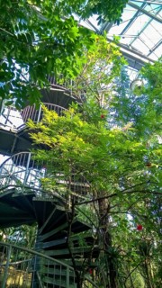 Osnabrück Botanical Garden Rainforest House, Westerberg, Osnabrück, Lower Saxony, Germany